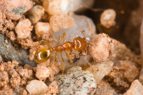 Pheidole gilvescens