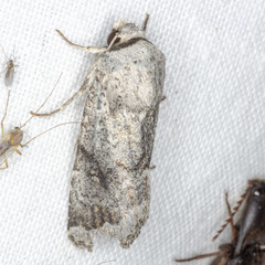 Proteuxoa amaurodes