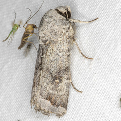 Proteuxoa amaurodes