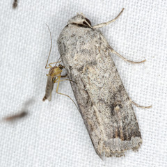 Proteuxoa amaurodes