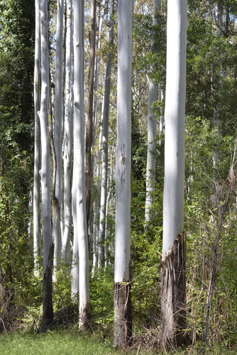 Eucalyptus grandis