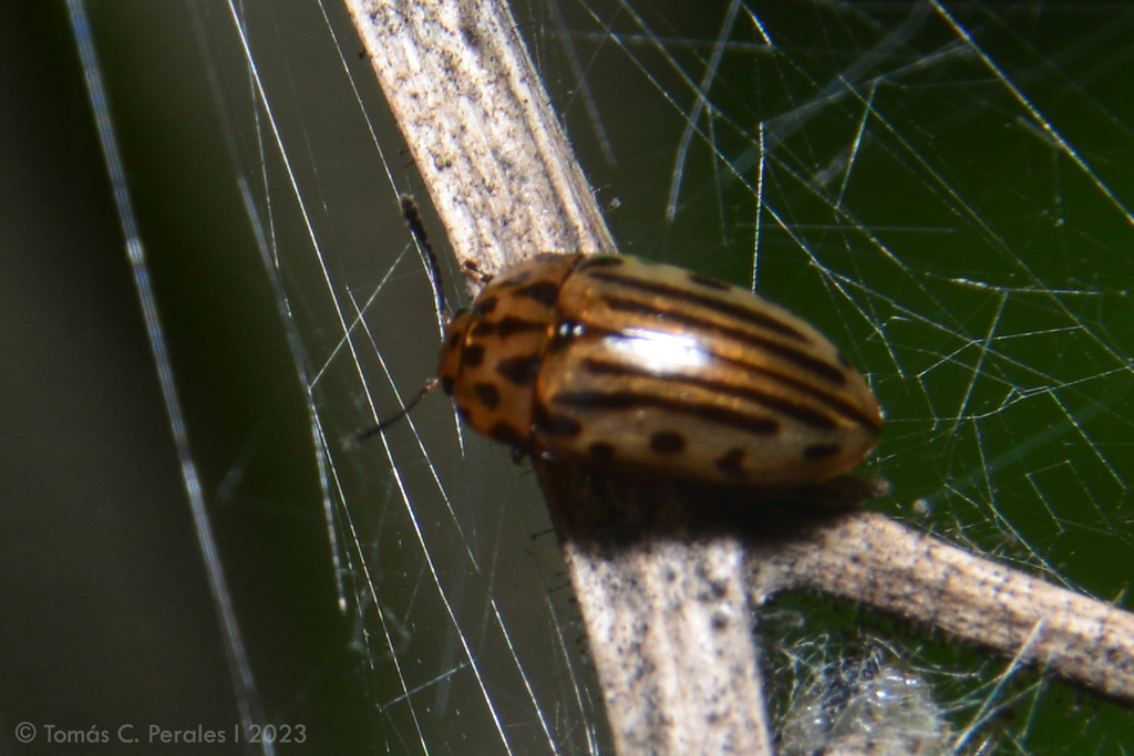Iphiclus virgatus