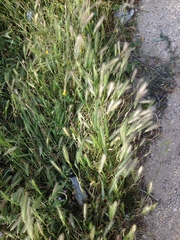 Hordeum murinum glaucum
