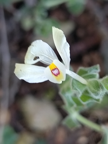 Image of Henrya insularis by no rights reserved