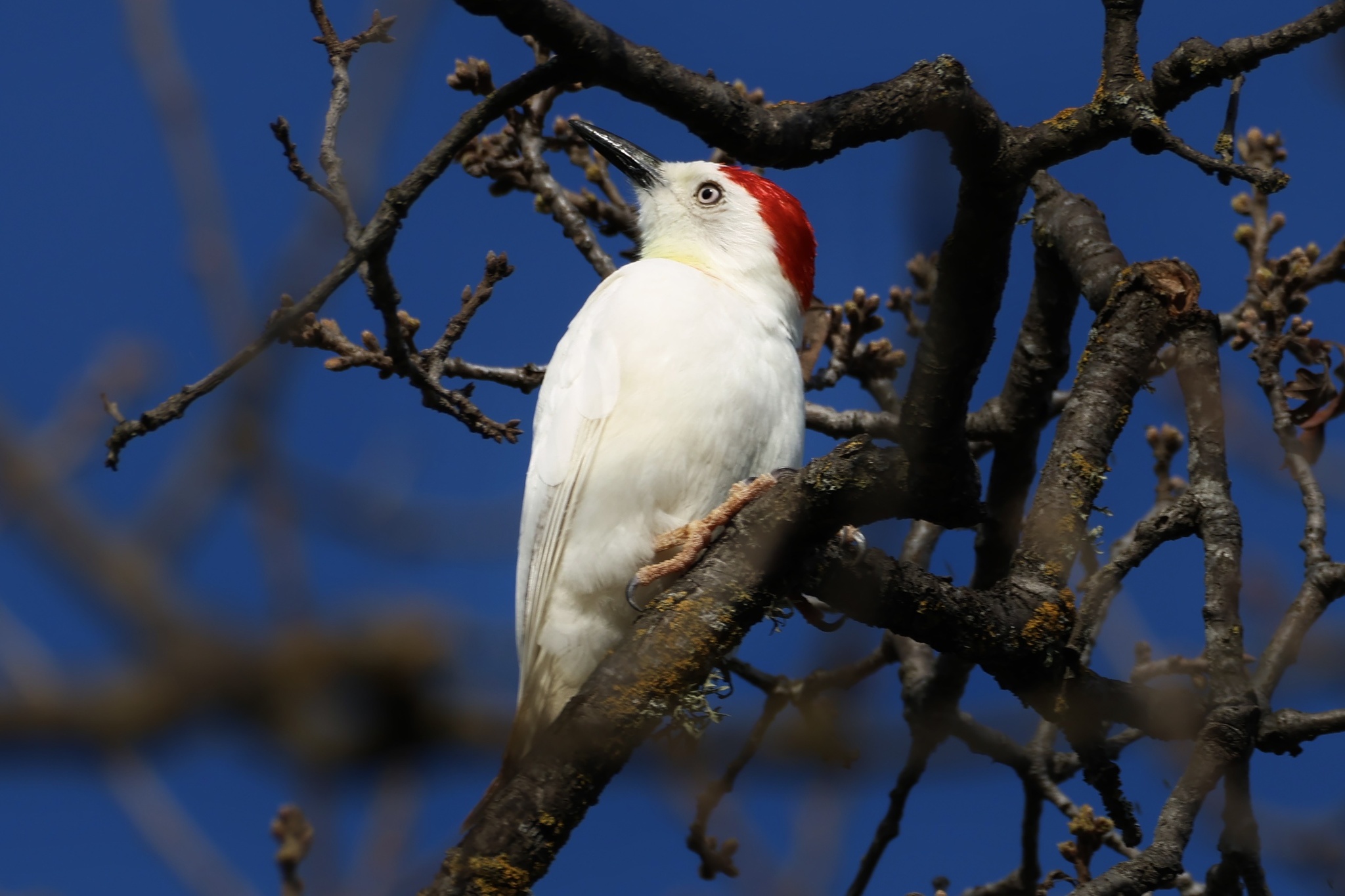 Acorn Woodpecker (Melanerpes formicivorus)