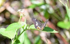 Tisiphone abeona morrisi