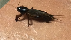 Gryllotalpa pluvialis