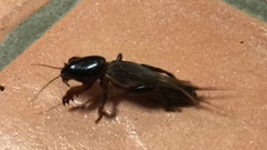Gryllotalpa pluvialis