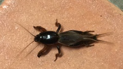 Gryllotalpa pluvialis