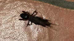 Gryllotalpa pluvialis