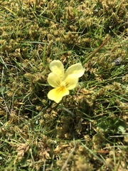 Viola lutea