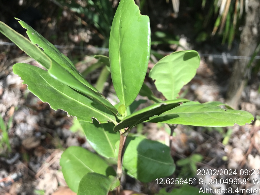 Cordiera obtusa