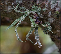 Ramalina ovalis