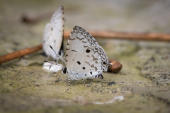 Megisba malaya sikkima