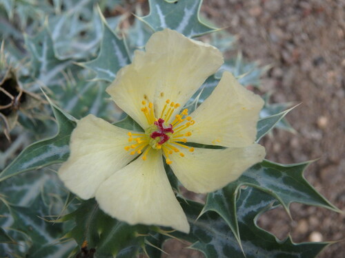 Mexican Poppy