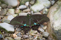 Papilio hermosanus