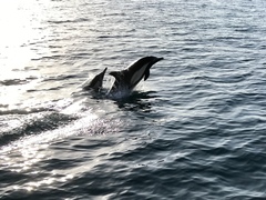 Delphinus