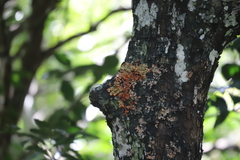 Lobaria pulmonaria