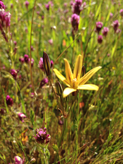 Triteleia ixioides ixioides