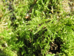 Hypnum resupinatum