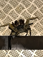 Grapsus tenuicrustatus