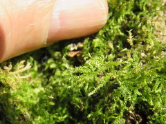 Hypnum resupinatum