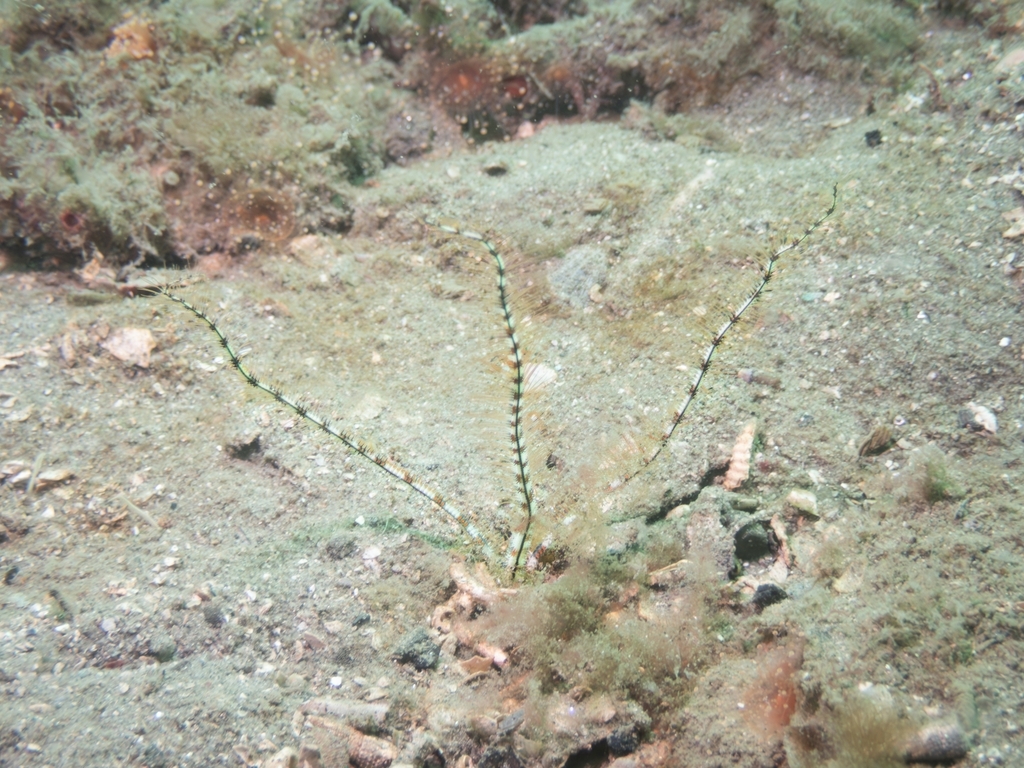 Amphiura elandiformis