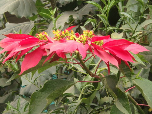 Poinsettia