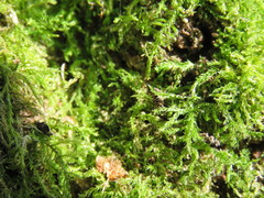 Hypnum resupinatum