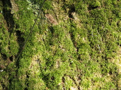 Hypnum resupinatum