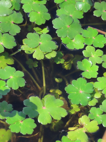 floating marsh pennywort