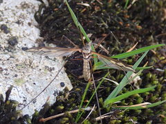 Tipula vittata