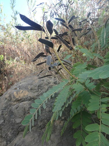 Peanut-Butter Cassia