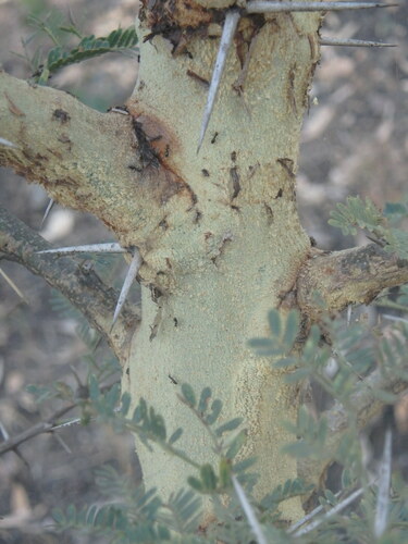 Thirsty Thorn