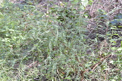 Phyllanthus gunnii