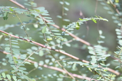 Phyllanthus gunnii