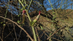 Adenolobus garipensis