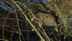 Adenolobus garipensis