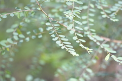 Phyllanthus gunnii