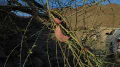 Adenolobus garipensis