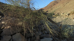 Adenolobus garipensis