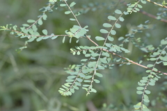 Phyllanthus gunnii