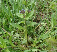 Anchusa arvensis orientalis