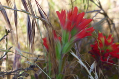 Castilleja affinis affinis