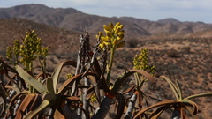 Aloidendron ramosissimum