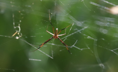 Trichonephila inaurata inaurata