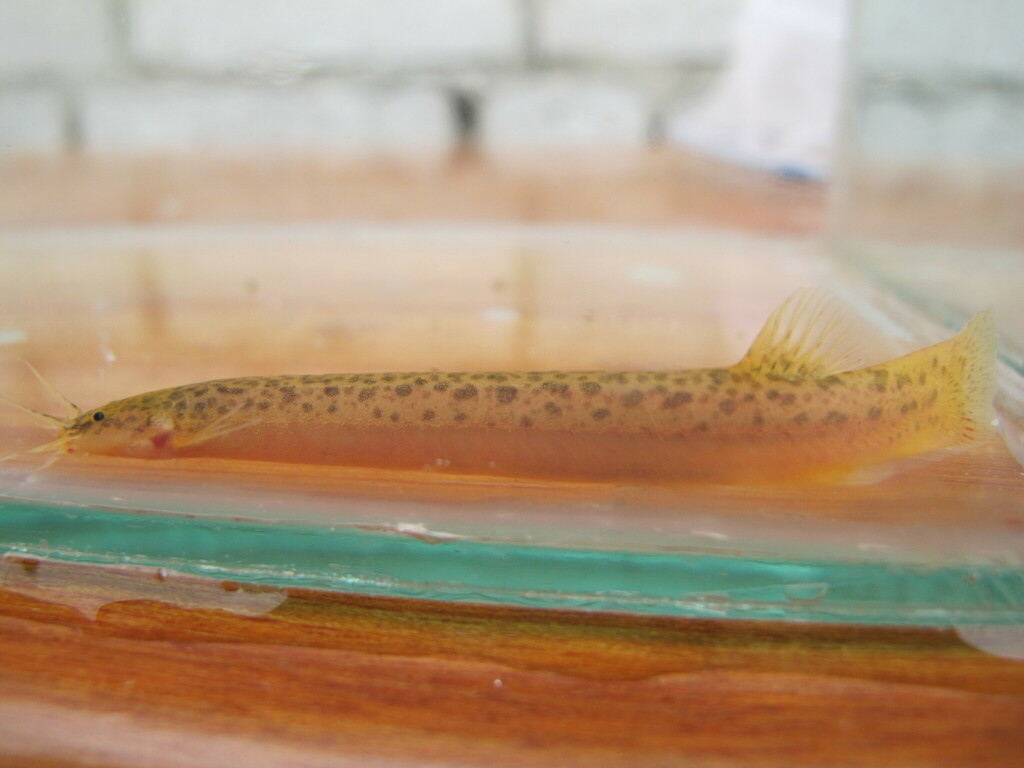 Amazone-potloodmeerval (Ituglanis amazonicus) — Trichomycteridae