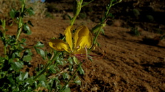 Cleome foliosa