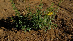 Cleome foliosa