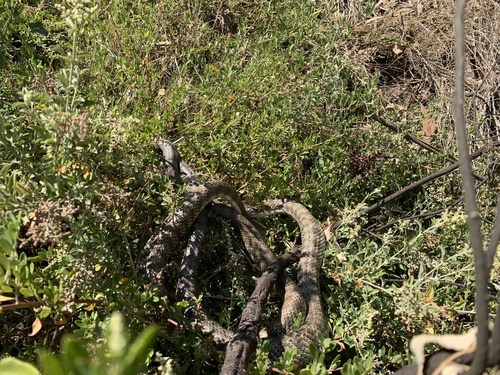 Tiger Snake sighting